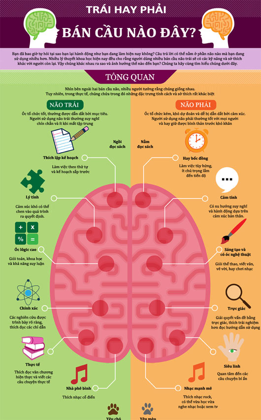 Sự khác nhau giữa những người dùng bán cầu não trái và phải